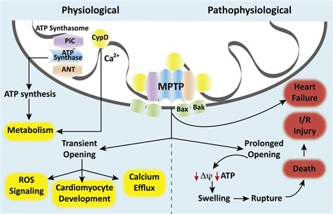 The Mitochondrial Permeability Transition Pore: Channel 